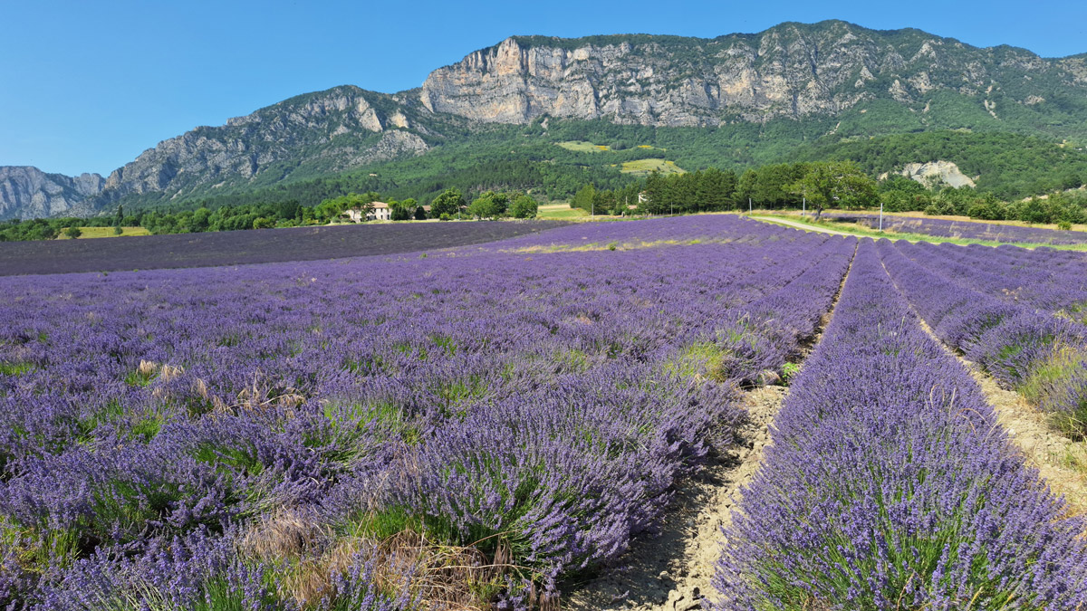 La Drôme et la Bio Vallée, territoire d’origine de Vanig & Délices